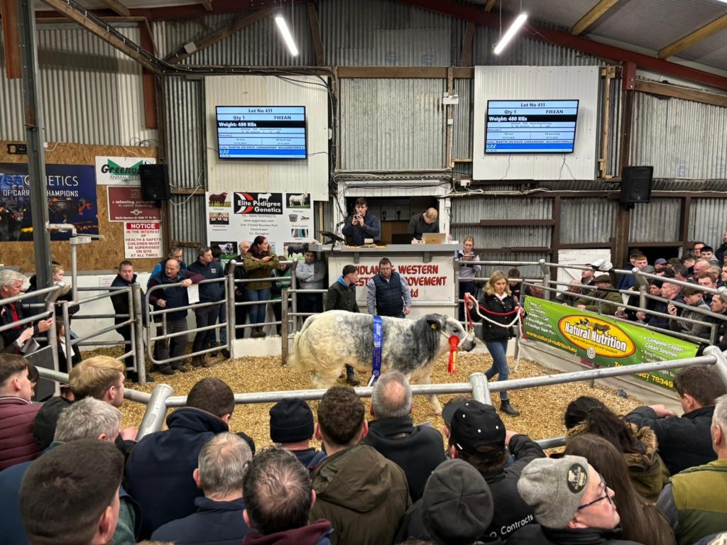 Polar Bear in the ring