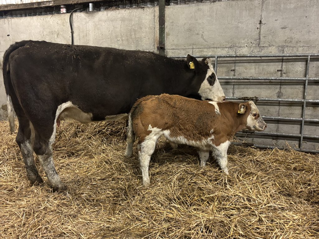 A sample of the Belgian Blue-sired progeny on the farm