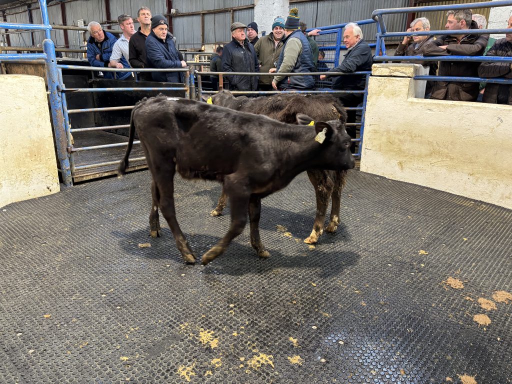 These 2 110kg Limousin-cross heifer calves sold for €710/head