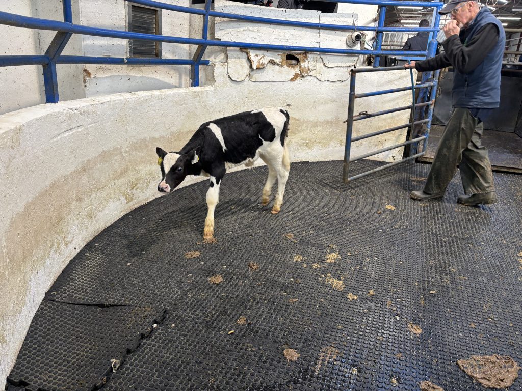 This 53kg Friesian bull calf sold for €250