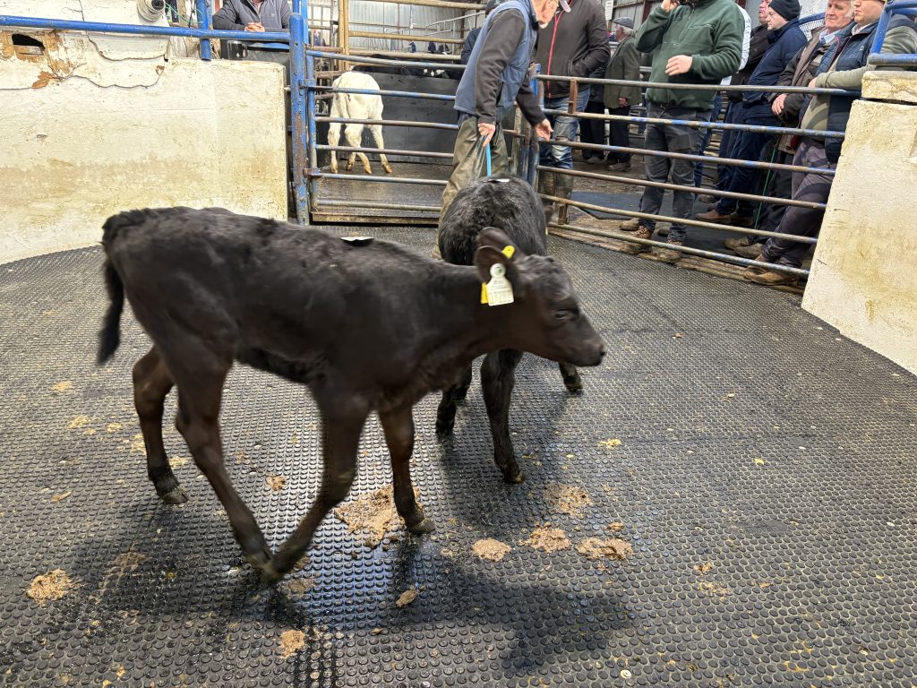 These 2 Angus heifers had a CBV of €120 and sold for €560