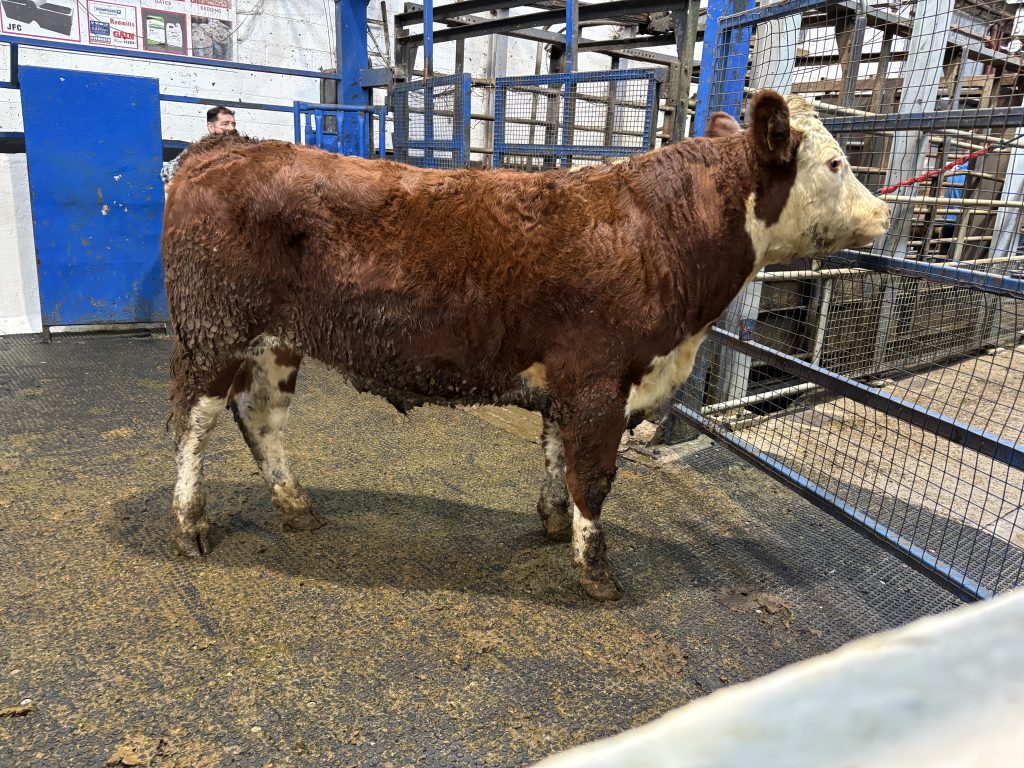 This 625kg Hereford bullock sold for €2,520