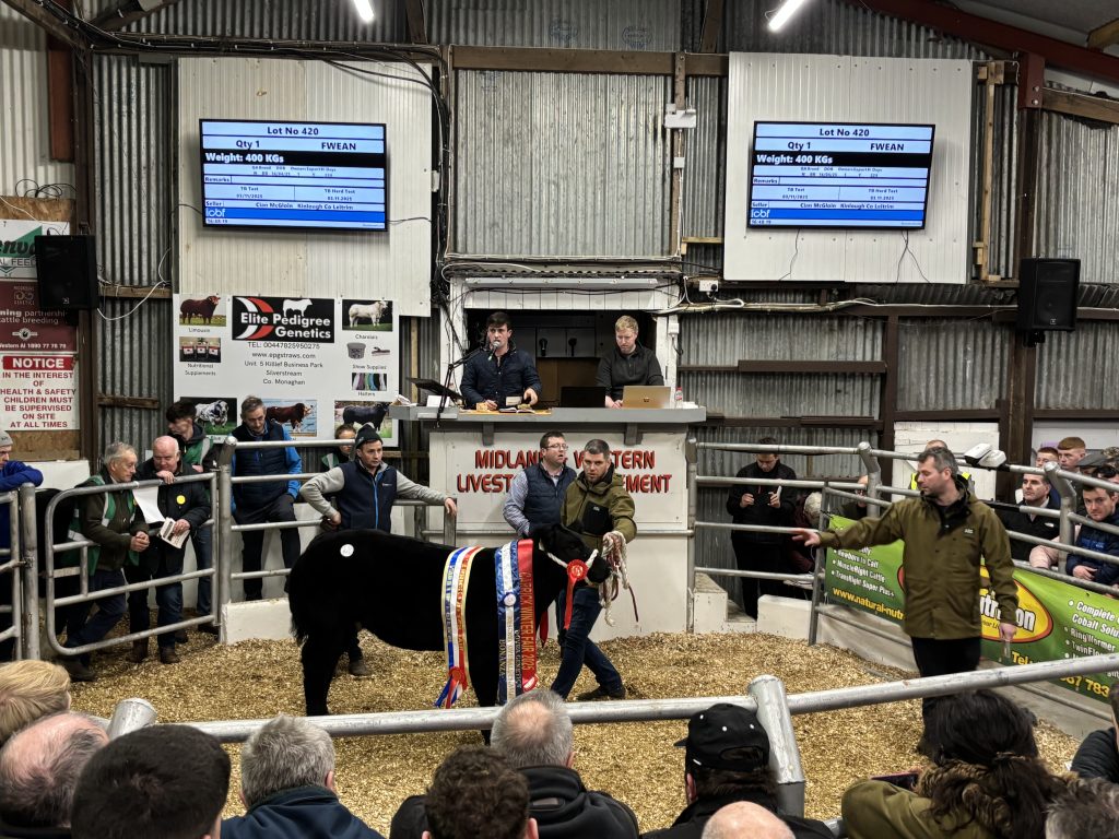 Lot 420 sold for €15,000 for Cian McGloin, Co. Leitrim