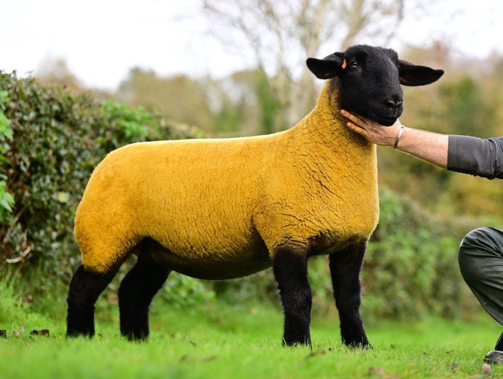 Lot 11. Image source: Alfie Shaw