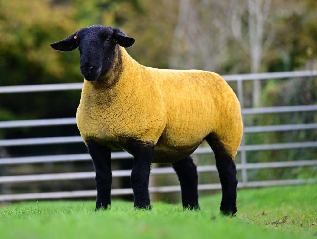 Lot 12. Image source: Alfie Shaw