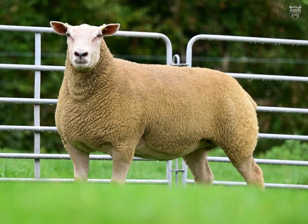 Lot 12 from the Rockdale flock that sold for €3,200