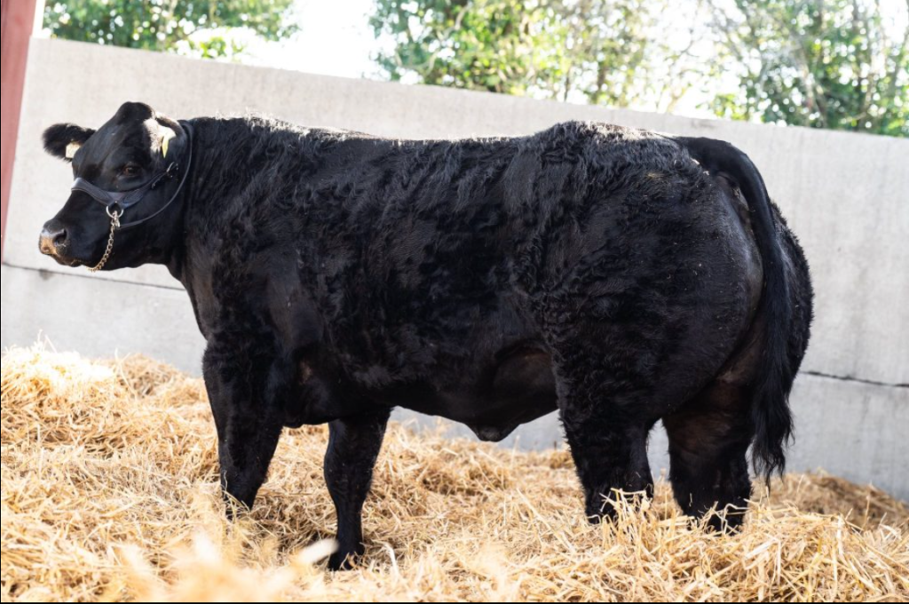 Selling for €23,000 was the Elite Pedigree Genetics Commercial Calf Champion. Source: Chloe Goggins Livestock Media