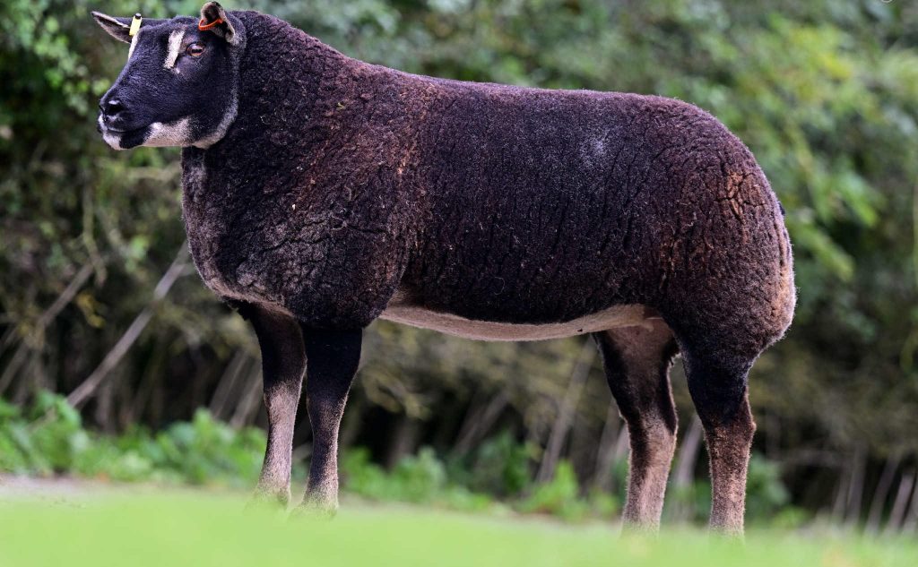 Charity Lot 37. Image: Alfie Shaw