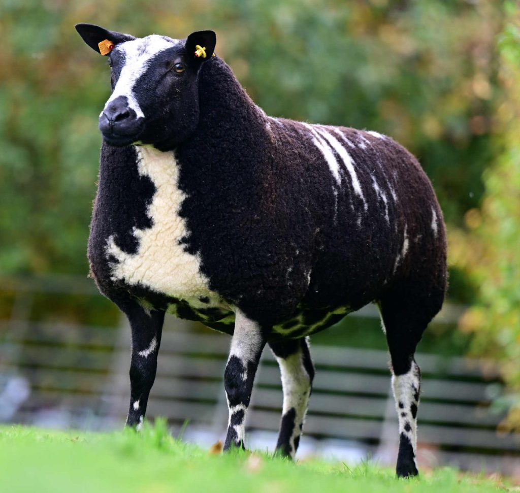 Lot 45. Image: Alfie Shaw