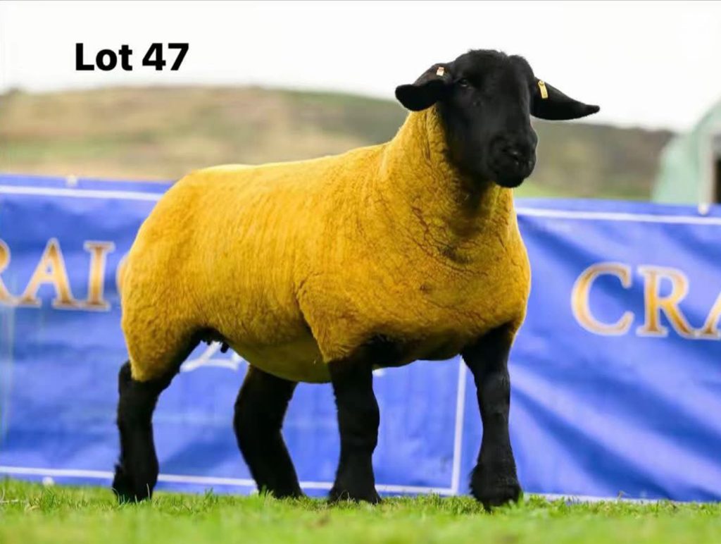 Image source: Alfie Shaw