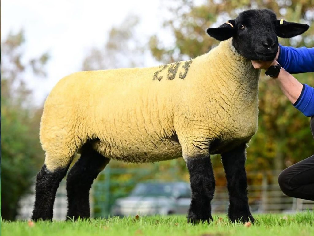 Lot 69. Image source: Alfie Shaw