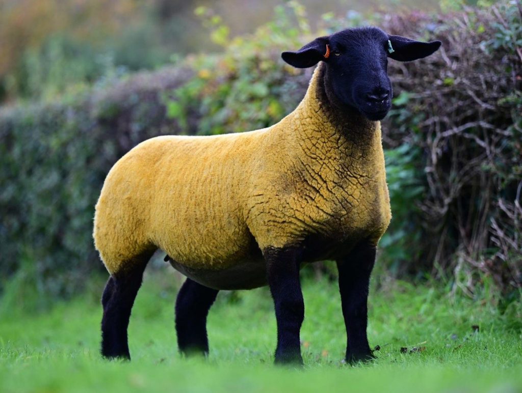 Lot 77. Image source: Alfie Shaw