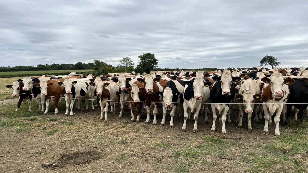 Monitor herds throughout the grazing season: Source: Boehringer Ingelheim