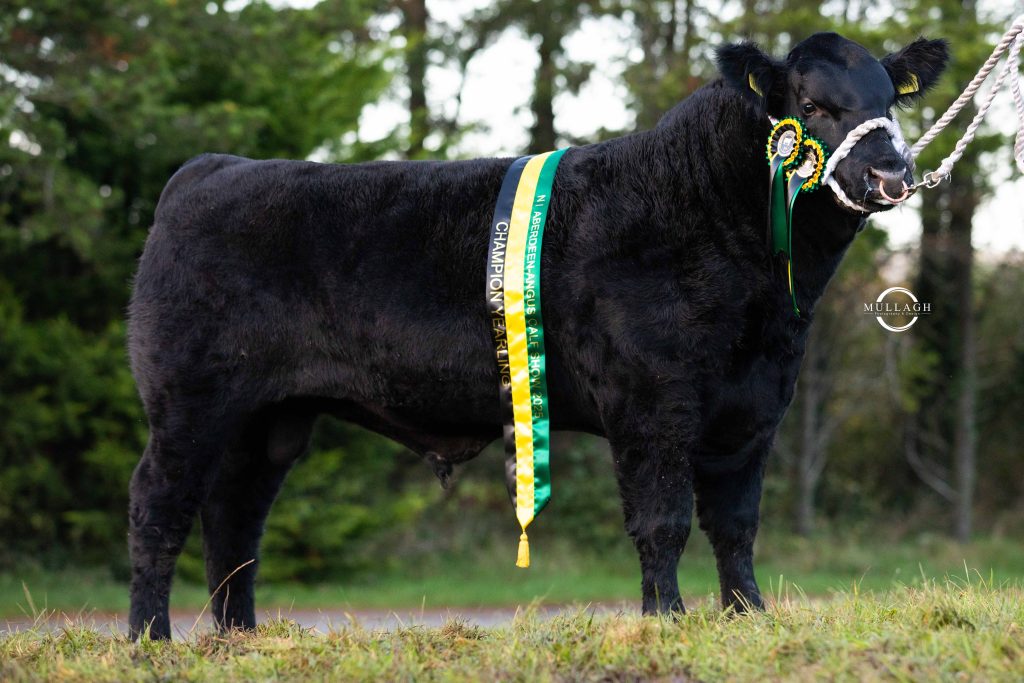 Drumhill Quick Buck A325, who won overall yearling champion.  Source: Mullagh Photography