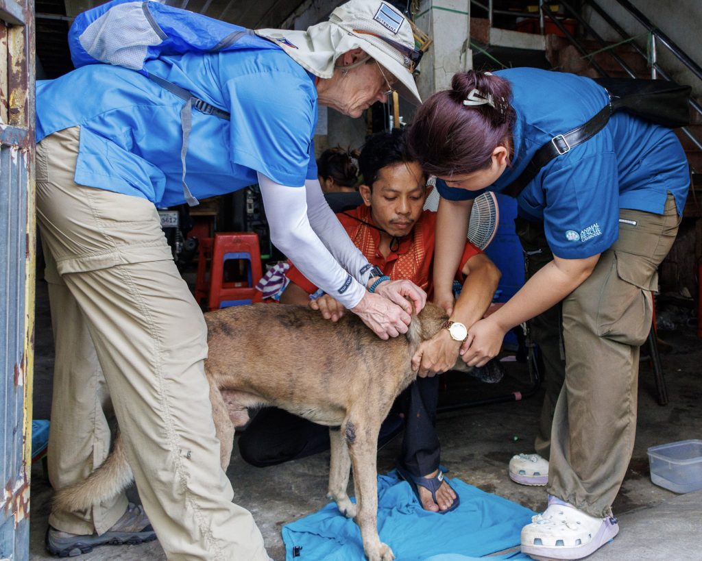 The treatment team helping an animal reported by our vaccination teams