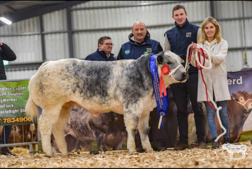 Lot 411, 'Polar Bear' sold for €33,500 after being awarded the Progressive Genetics and Munster Bovine Future Champions Calf Extravaganza Champion. Source: Swarber Photography