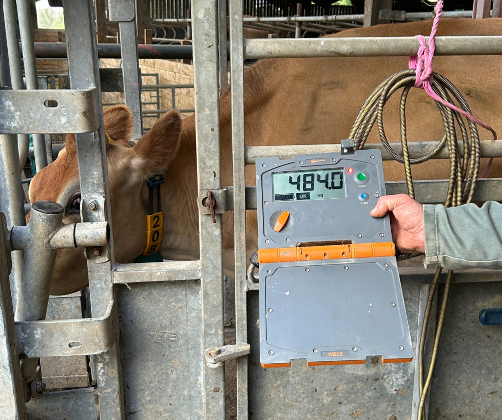Use a weigh scale and adjust the dose rate accordingly for each animal you treat. Source: Boehringer Ingelheim