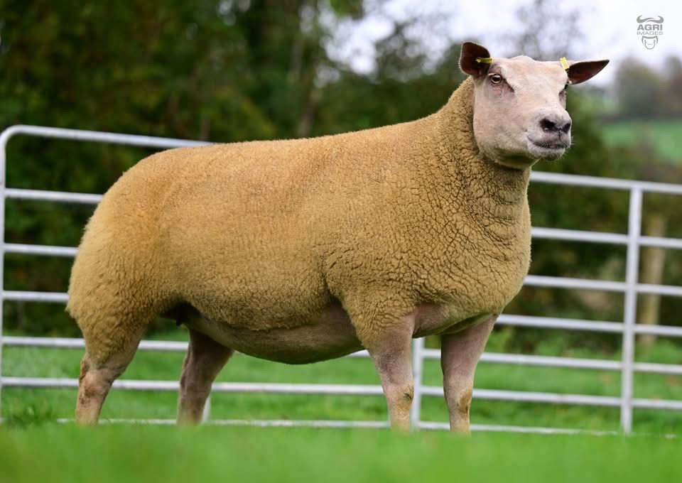 The top priced in-lamb shearling ewe from the Rockdale flock that sold for €4,000