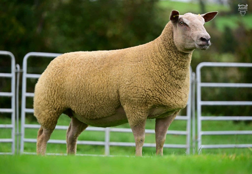 Lot 13 from the Rockdale flock that sold for €3,000.