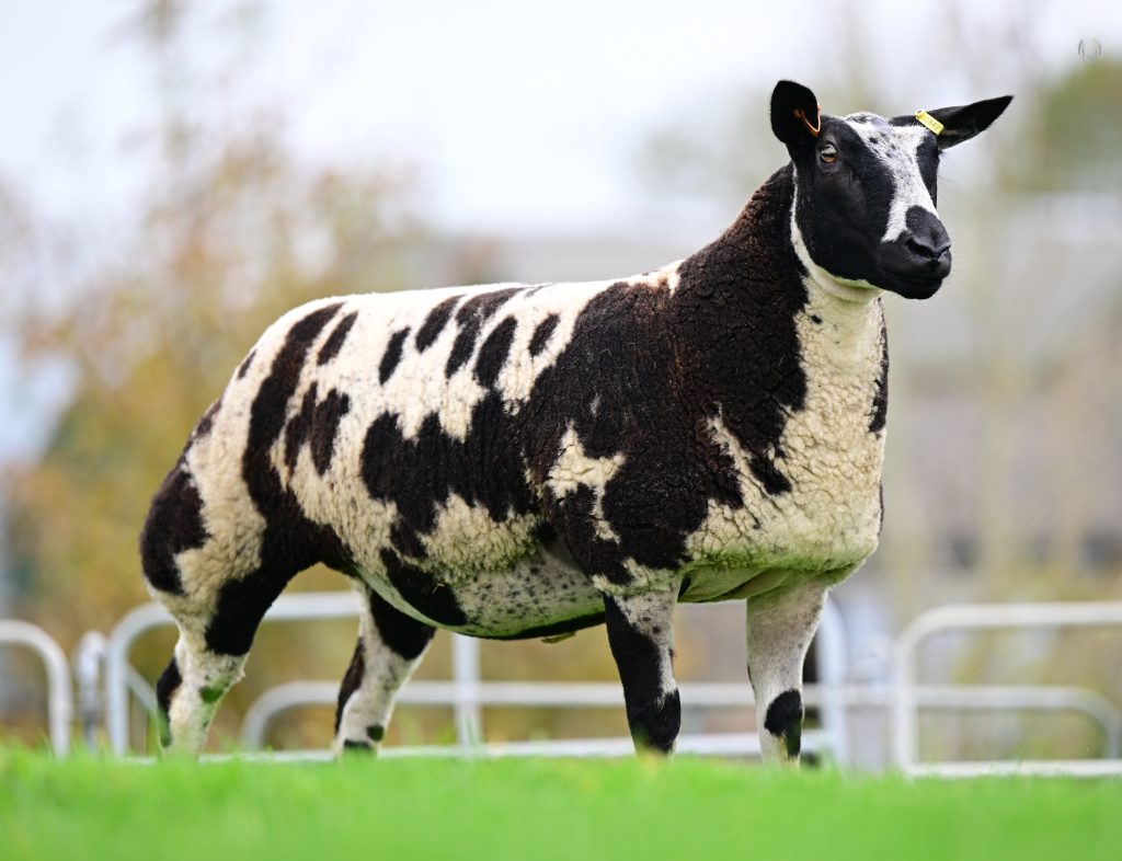 Derg I’m the One that sold for 10,000gns. Source: Alfie Shaw