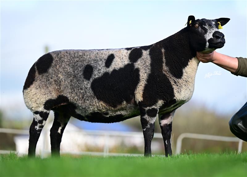 Cashel Hill Faydell, that sold for 7,000gns. Source: Alfie Shaw