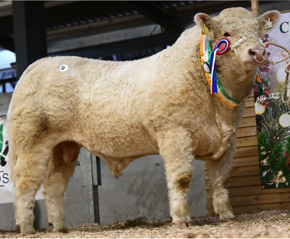 Last year show's Intermediate Champion Beachview Uberto, who set the top price at the sale.