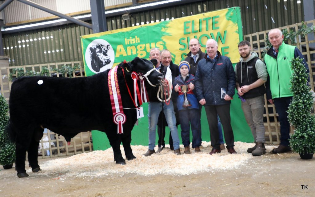 Senior male champion, Steil Avatar with Declan Fahy; Joe McCormack; Cathal McCormack; Caelan McCormack; Anthony Flaherty; Jack Cronin; and Gerard Kilgallon. Source: The Irish Angus Cattle Society