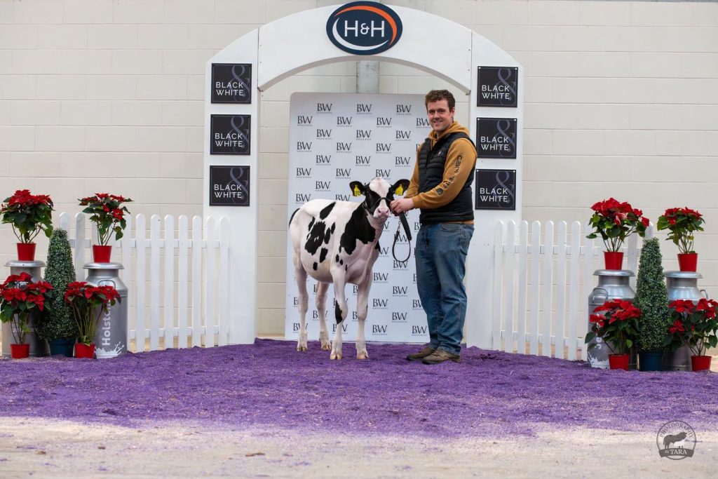 TLC Tentastic Shell Shock who sold for 6,000gns. Source: Black &amp; White sale Facebook