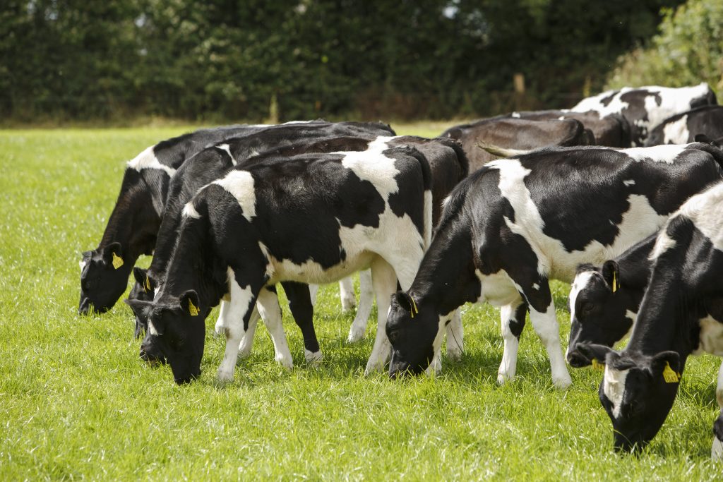 Well-fed, healthy cows grazing — a reminder of how good early-life calf care supports long-term herd performance. Source: Animal Health Ireland