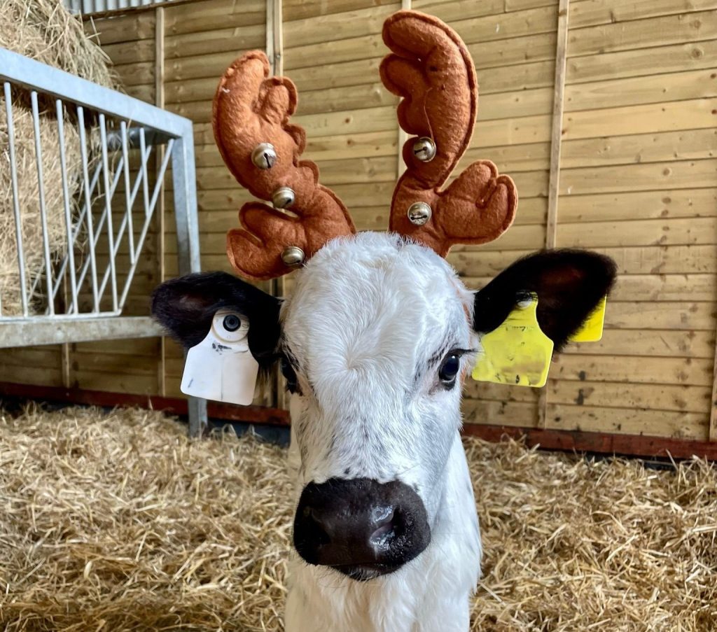 Bó the calf. Source: Kia Ora