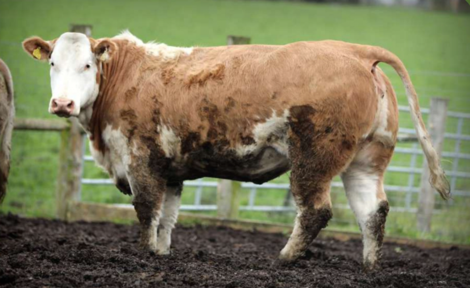 Lot 13 sold for €6,600