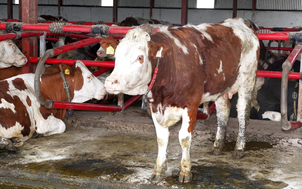 Depending on stage of lactation, dairy cows need a silage with a DMD of between 68-72%