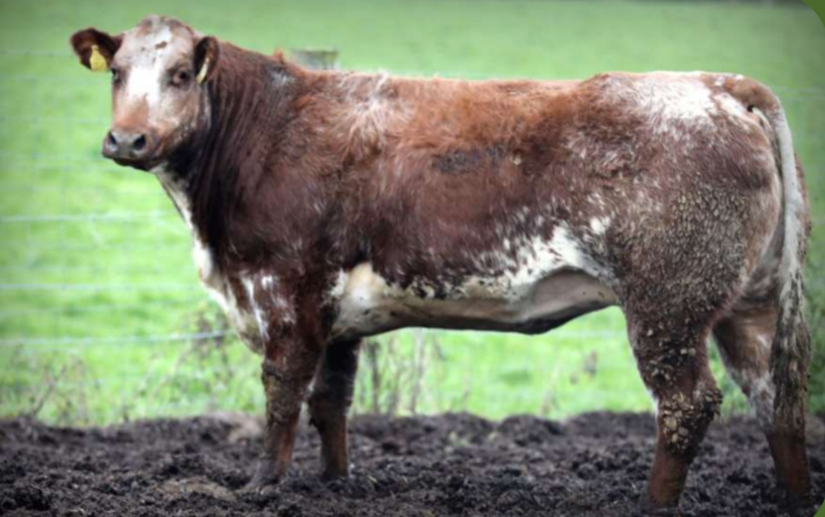 Lot 31 sold for €7,400