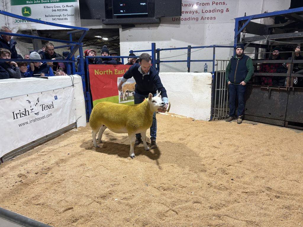 Lot 1 sold for €5,600 from the Oberstown flock