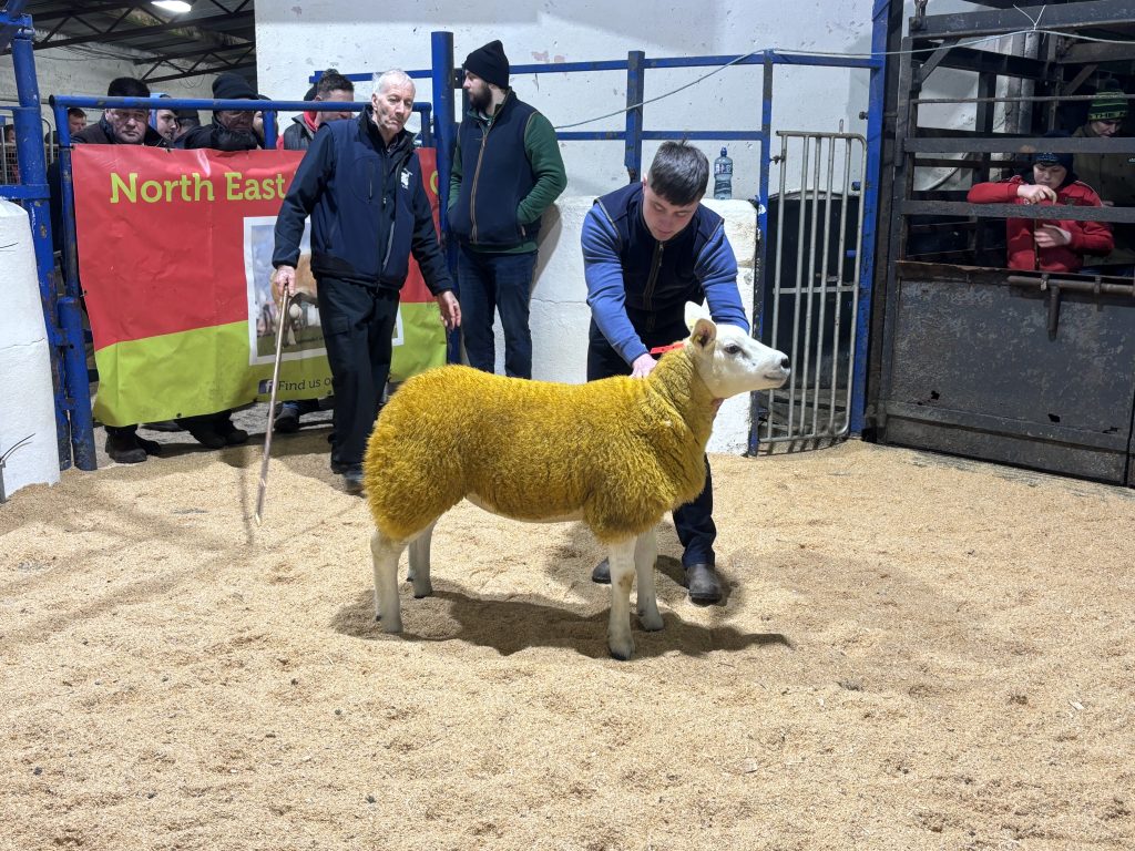 Lot 13 Crosserlough Indira was the charity lot and sold for €1,600