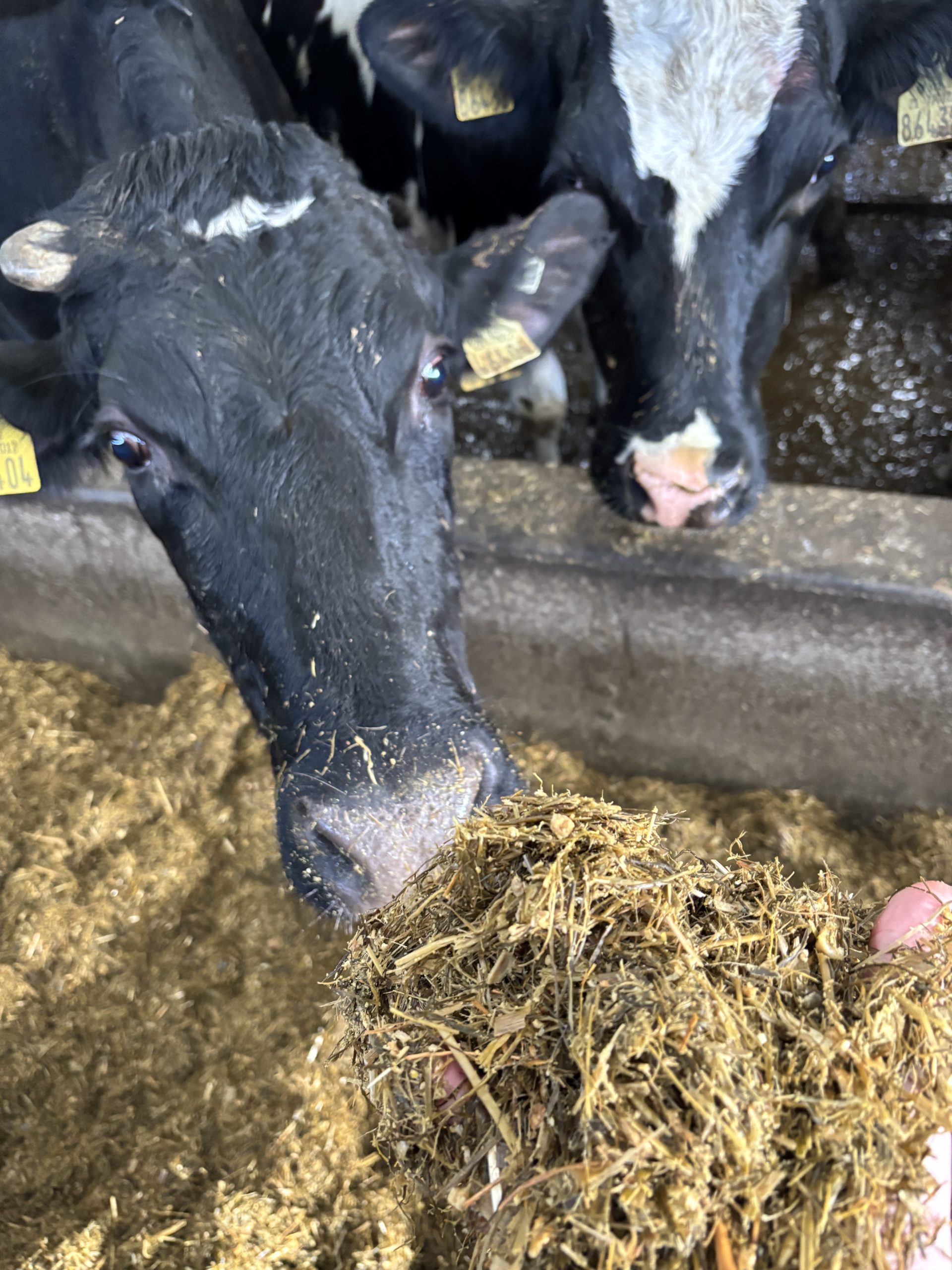 The TMR being which is being fed on the Wynnes' farm.