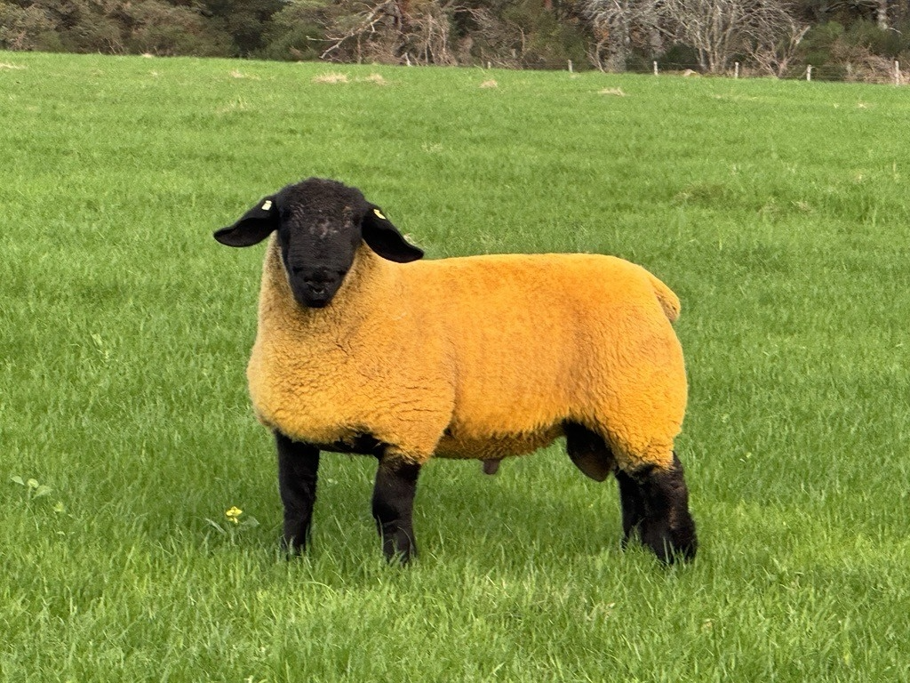 Heck, the Suffolk ram lamb from the Cranorskie Suffolk flock donated by John-Paul Duxbury of Rapid Project Development