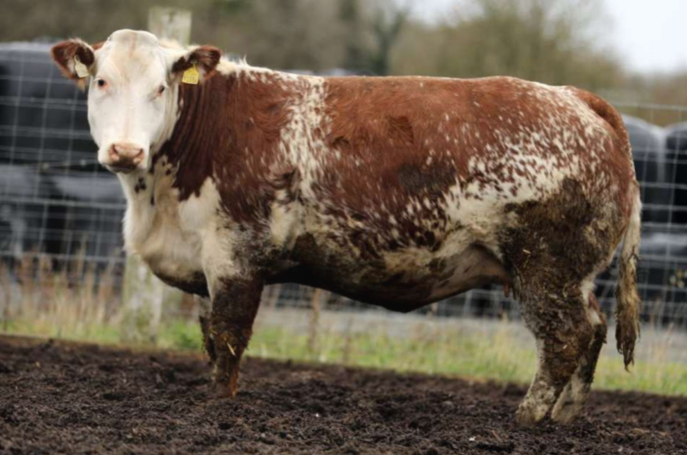 Lot 10 sold for €7,800