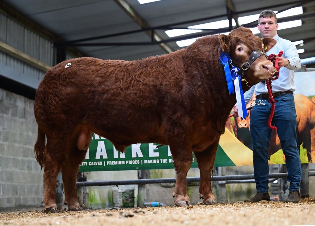 Lot 14 Reserve Champion Phillips Volcano sold for €10,700