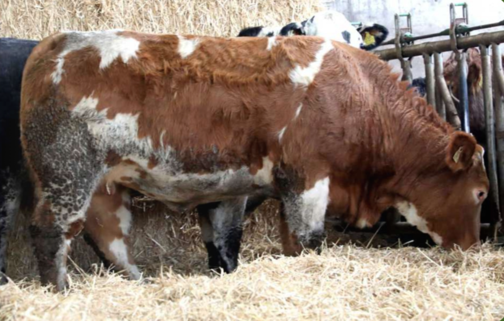 Lot 16 sold for €6,500