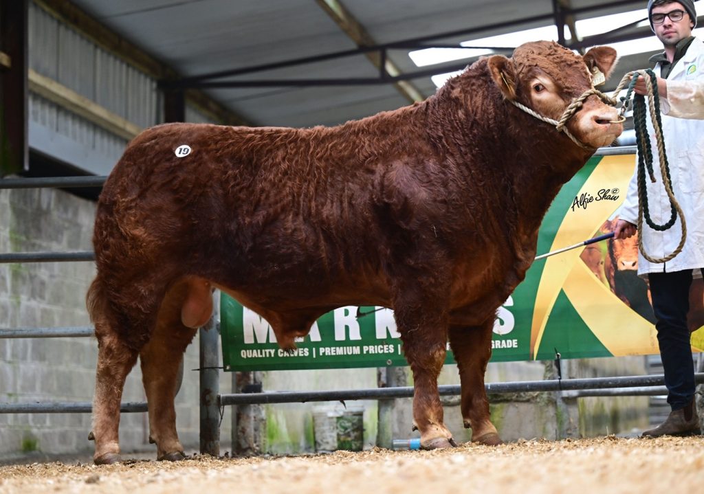 Lot 19 Drumquin Valentino sold for €9,300