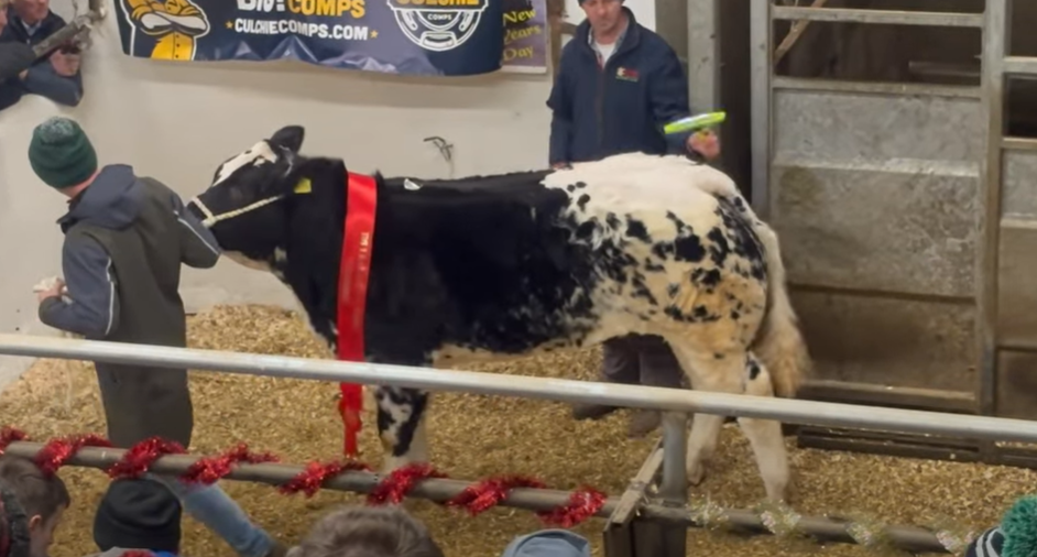 Lot 288 sold for €8,100. Source: Chloe Goggins Livestock Media