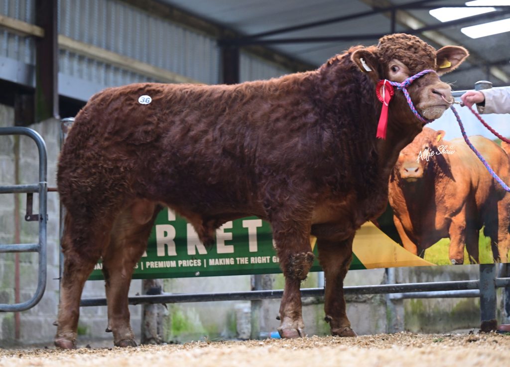 Carrowreagh Vegas sold for €8,400