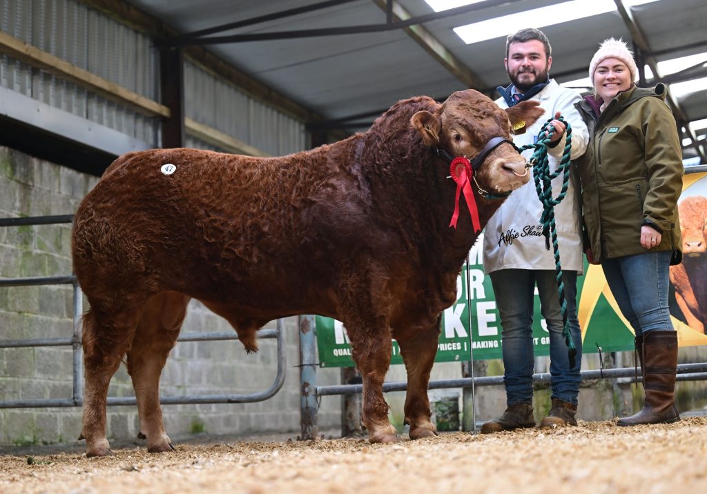 Meelickaduff Volcano sold for €8,800