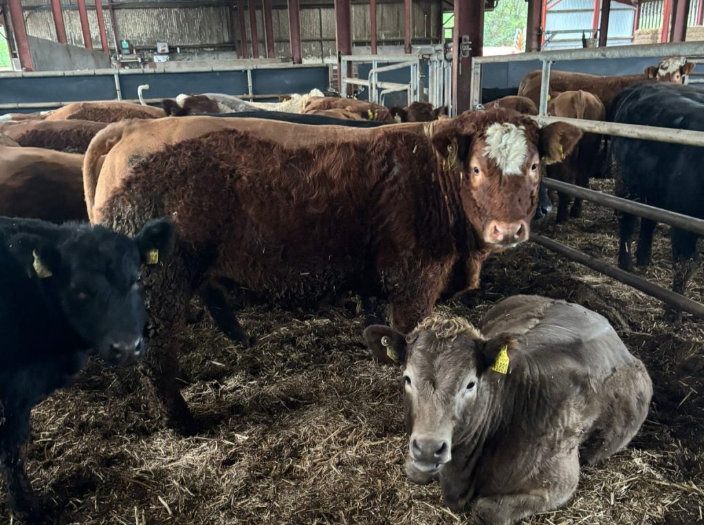 A sample of the female progeny the herd produces