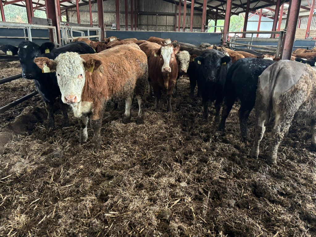 The heifer calves on the farm