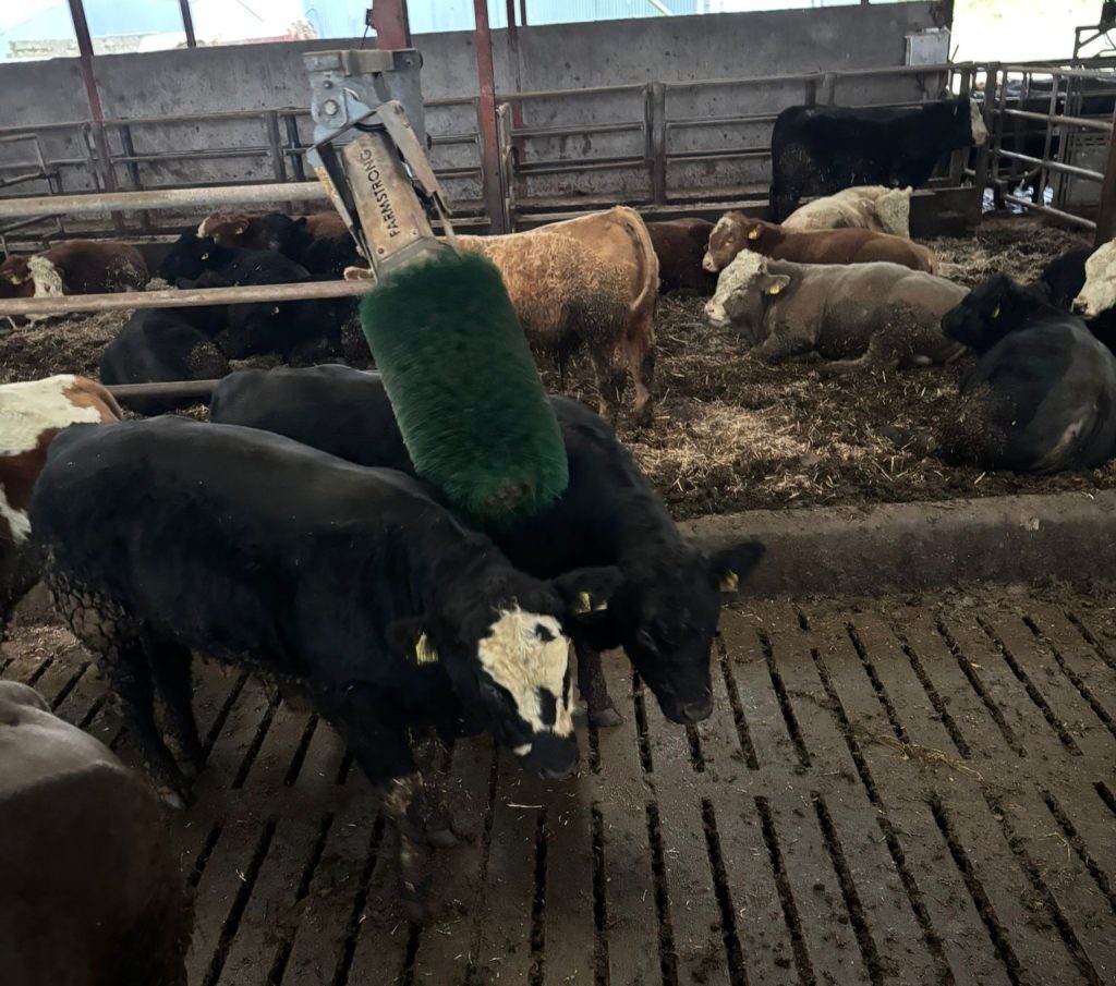 Bulls enjoying the brush in the pen