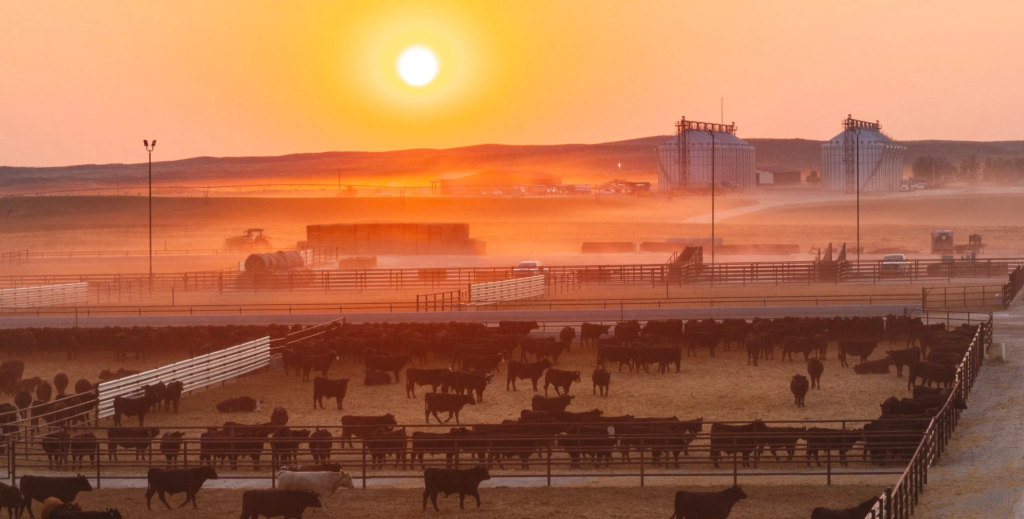 Sunrise at the Blackshirt Feeders