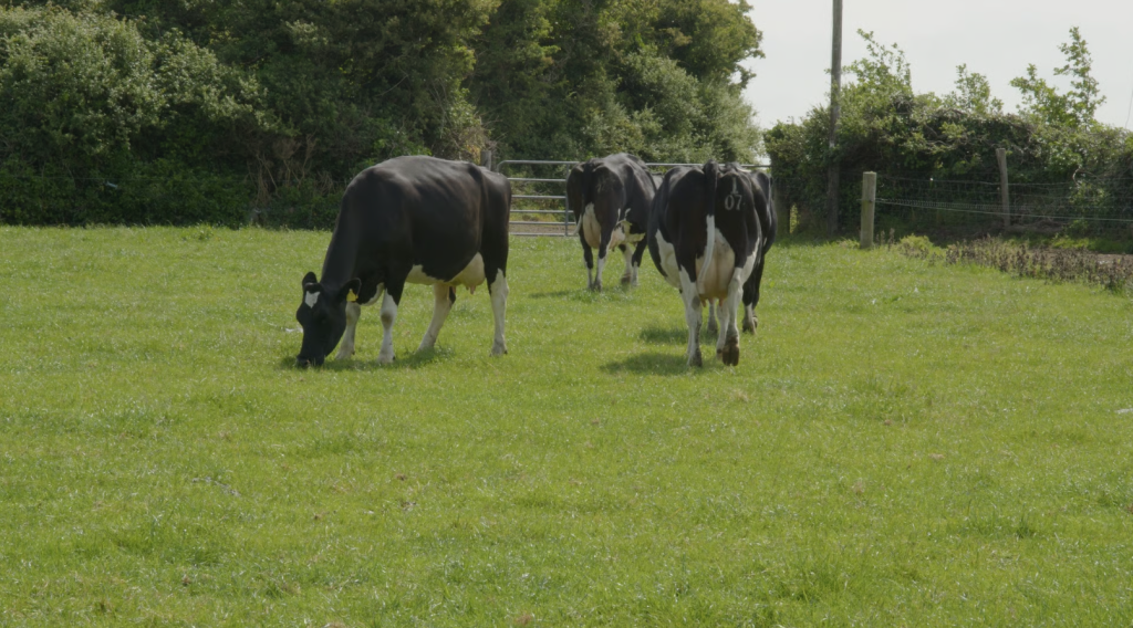 The British Friesian type cow that Sean is constantly trying to breed