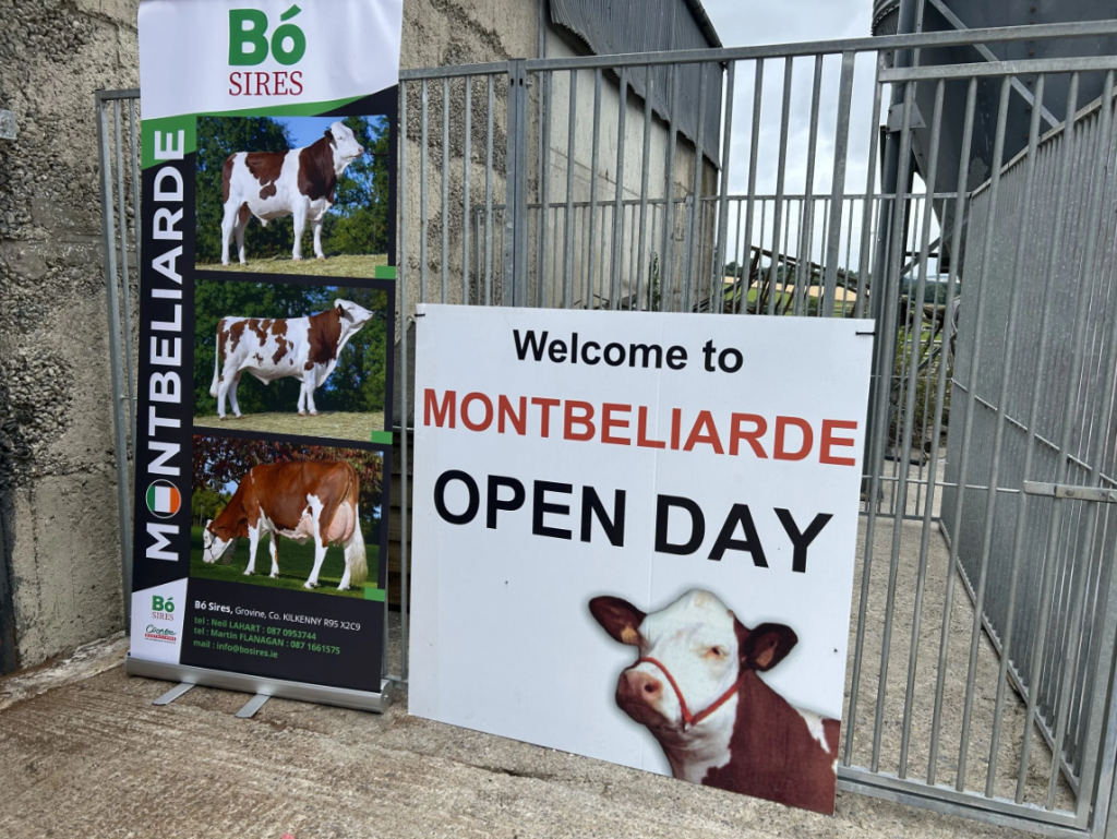 The Montbeliarde Cattle Society's open day